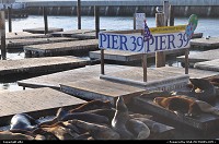 Photo by elki | San Francisco  sea lion fisherman wharf